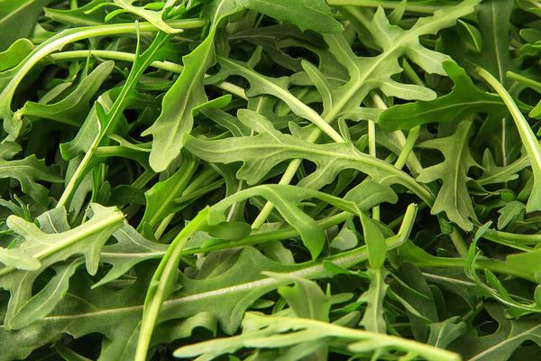 Rucola